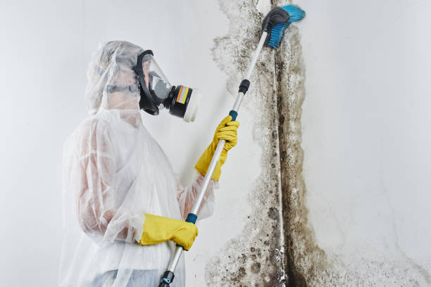 Best Professional Mold Removal  in Rathdrum, ID